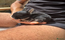 Rex rabbits for sale: Beautiful Rex x Lop Rabbits  - Image 5