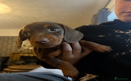 Miniature Dachshund dogs for sale: Miniature dachshund puppies  - Advert 6