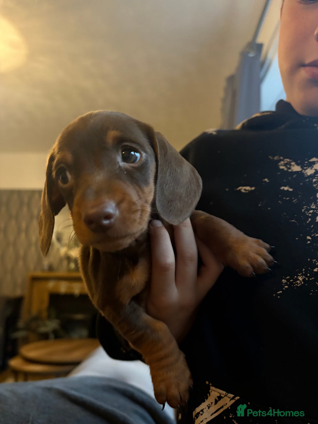 Miniature Dachshund dogs for sale: Miniature dachshund puppies  - Advert 6