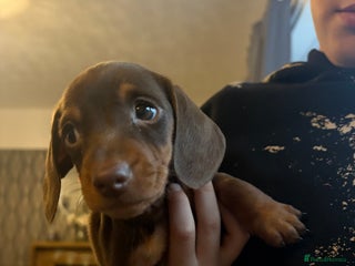 Miniature Dachshund dogs Miniature dachshund puppies - Advert 17