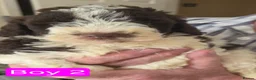 Shihpoo dogs for sale: Gorgeous Rare colours Shihpoo puppies in Bacup - Advert 13