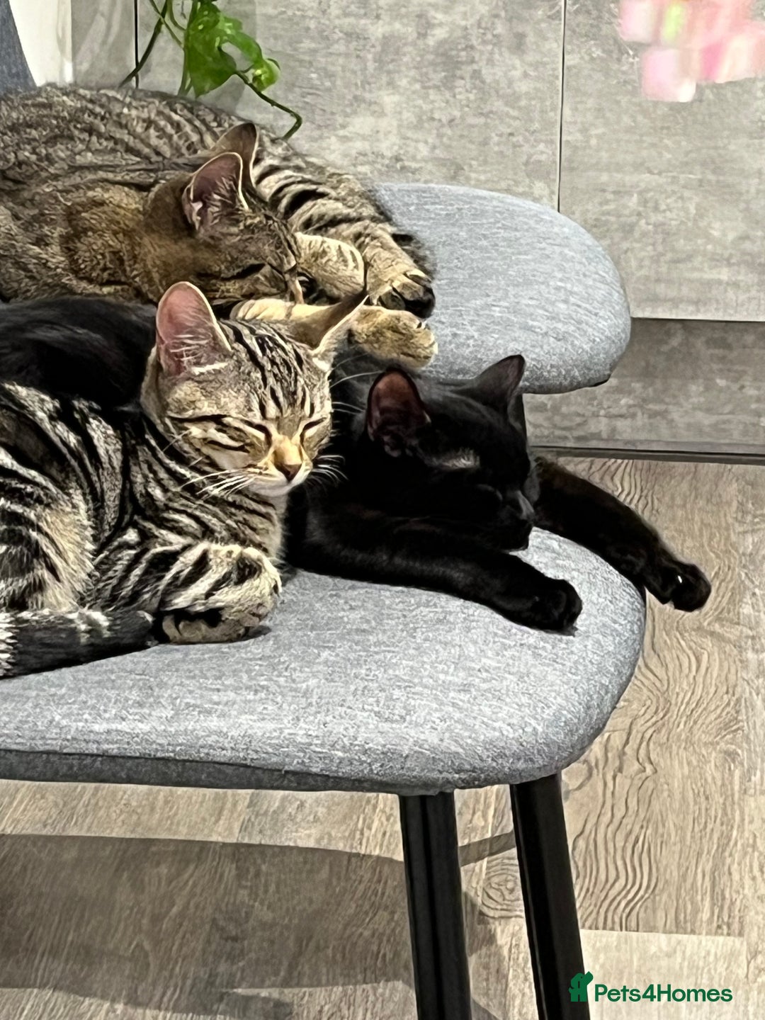 British Shorthair cats for sale: Bonded Sister Kittens for Rehoming - Advert 20