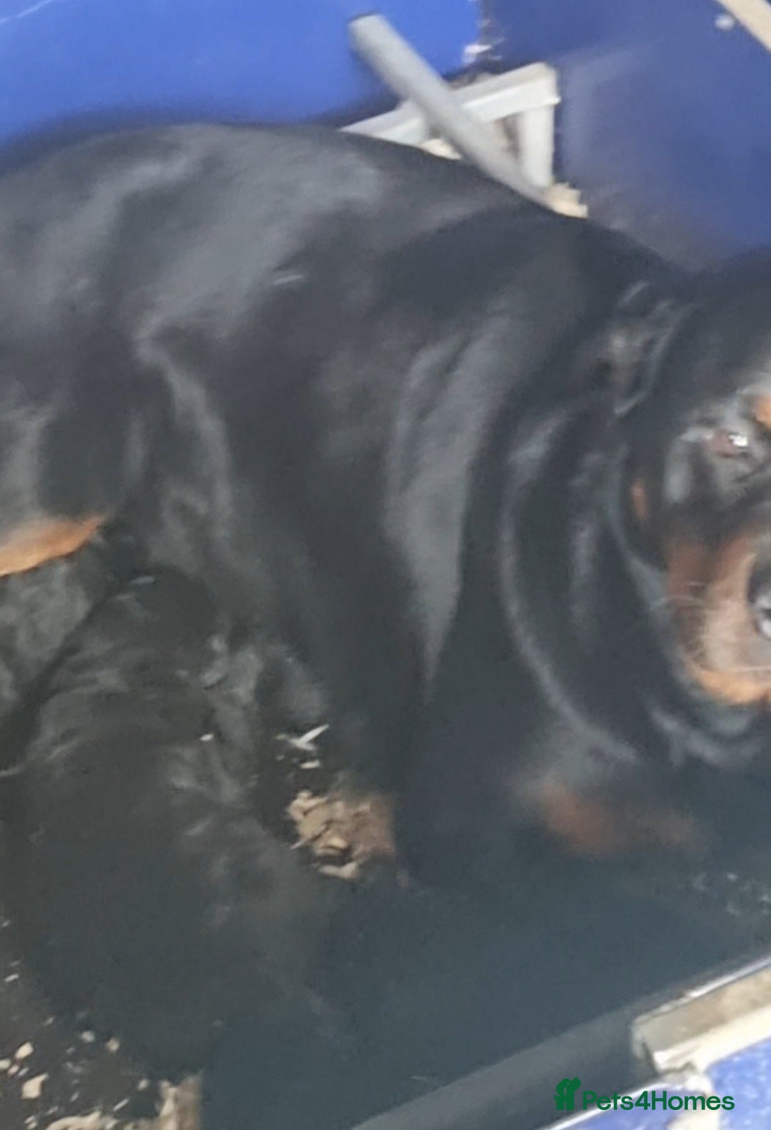 Mixed Breed dogs for sale: GORGEOUS ROTTLE PUPPIES - Image 15