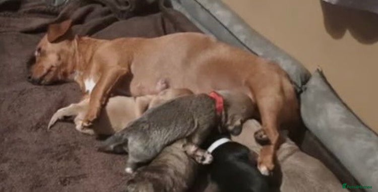 Mixed Breed dogs - Advert 1