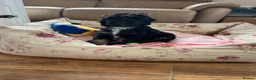 Cockapoo dogs for sale: F1 cockapoos 1 boy still available  - Advert 1