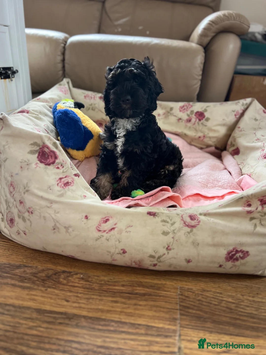 Cockapoo dogs for sale: F1 cockapoos 1 boy still available  - Advert 1