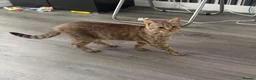 British Shorthair cats for sale: golden british shorthair kitten  - Advert 4