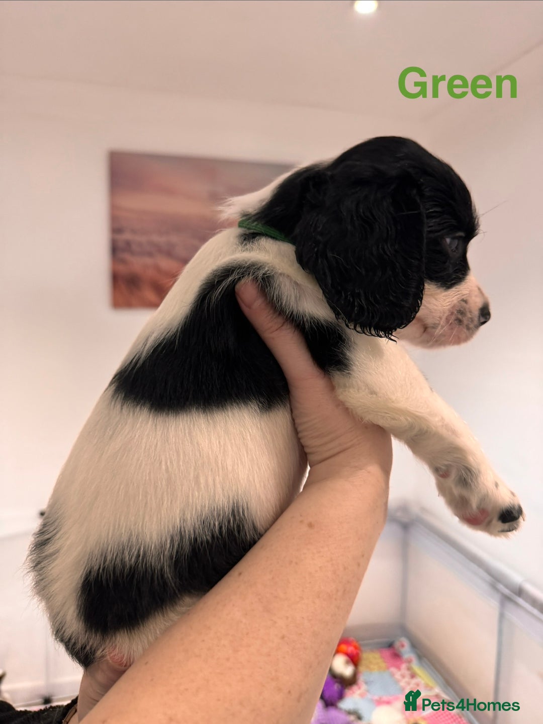 English Springer Spaniel dogs for sale: English Springer Spaniel Pups.  - Advert 16