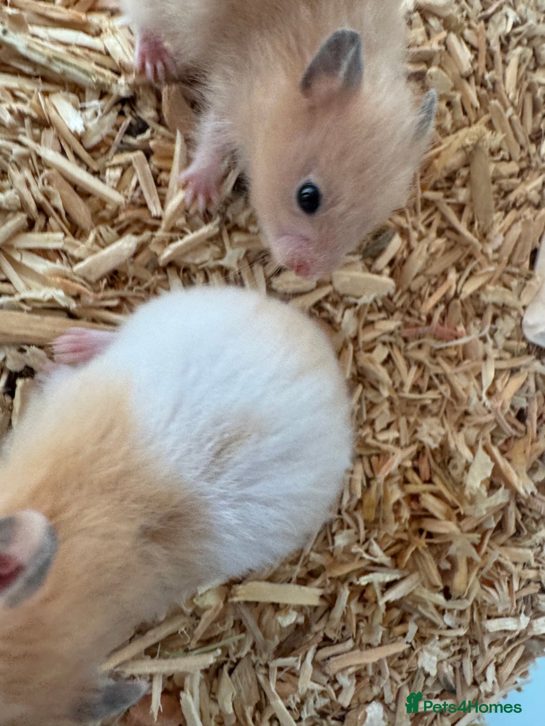 Hamster rodents for sale: Baby syrian hamsters males and females - Image 6