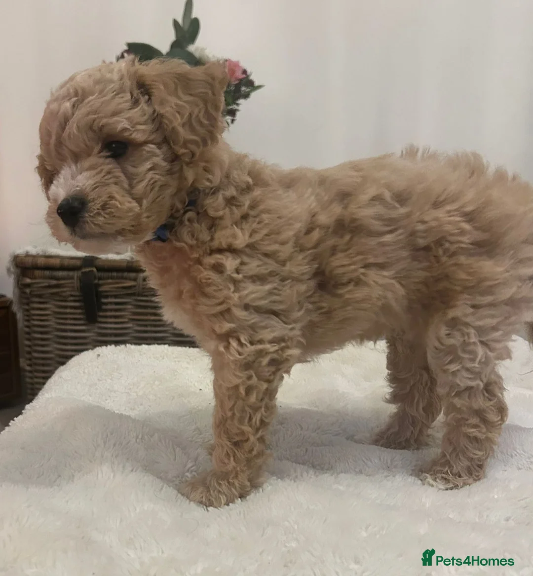 Jackapoo dogs for sale: Jackapoo puppies - Advert 10