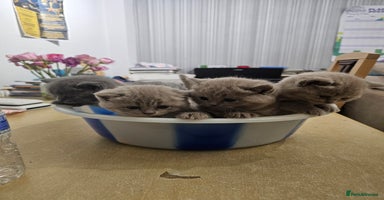 British Shorthair cats - Advert 11