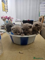 British Shorthair cats - Advert 2