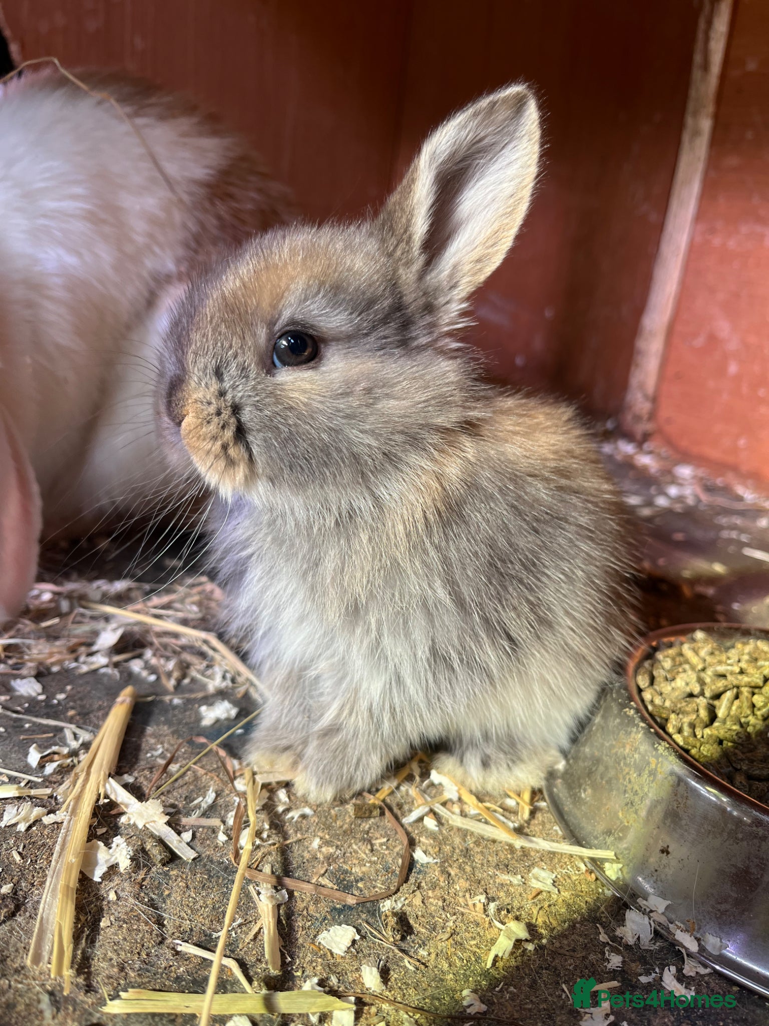 Mini Lop rabbits Mini Lop Kits  - Advert 14