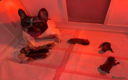 French Bulldog dogs for sale: French bulldog puppy’s - Image 33