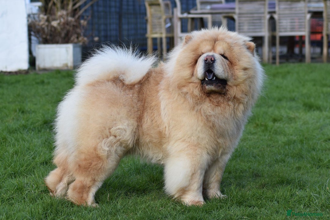 Chow Chow dogs for stud: KC registered Cream Hungarian Import at Stud - Image 4
