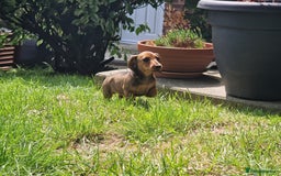 Dachshund dogs for sale: Champion sired, show quality miniature, ready now. - Image 3