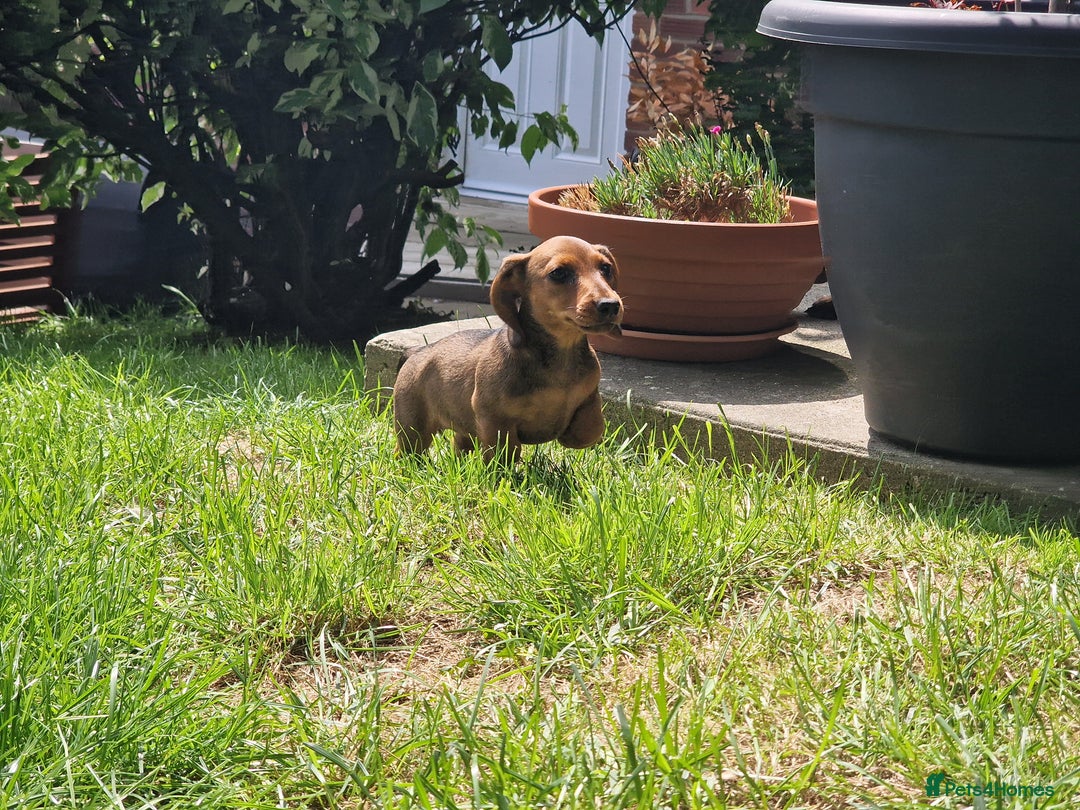 Dachshund dogs for sale: Champion sired, show quality miniature, ready now. - Image 3