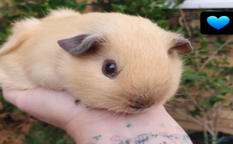 Guinea Pig rodents in Saint Helens - Advert 9