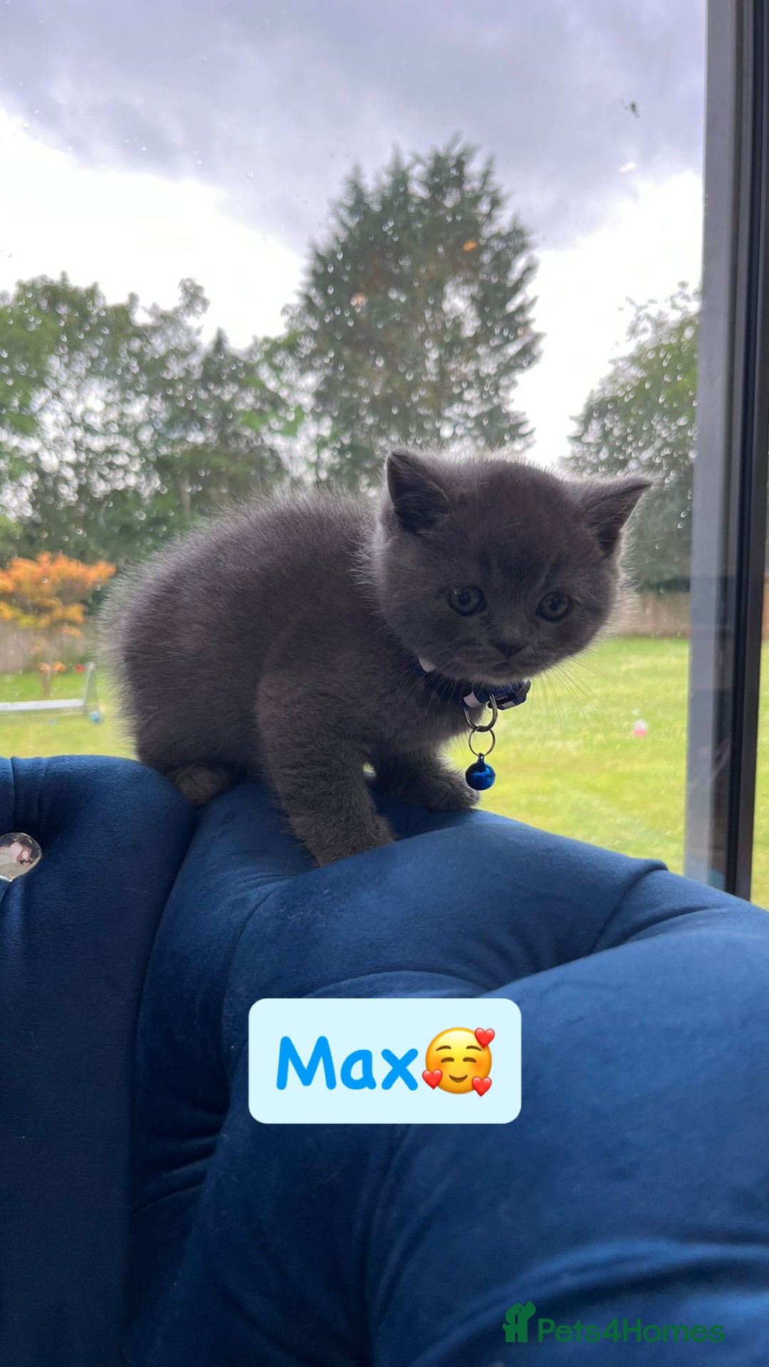 British Shorthair cats for sale: GCCF British Shorthair kittens  - Image 18