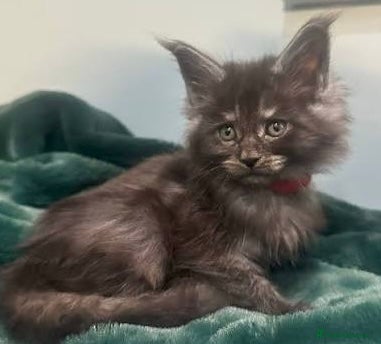 Maine Coon cats Male Stunning xl Maine coon kittens - Advert 2