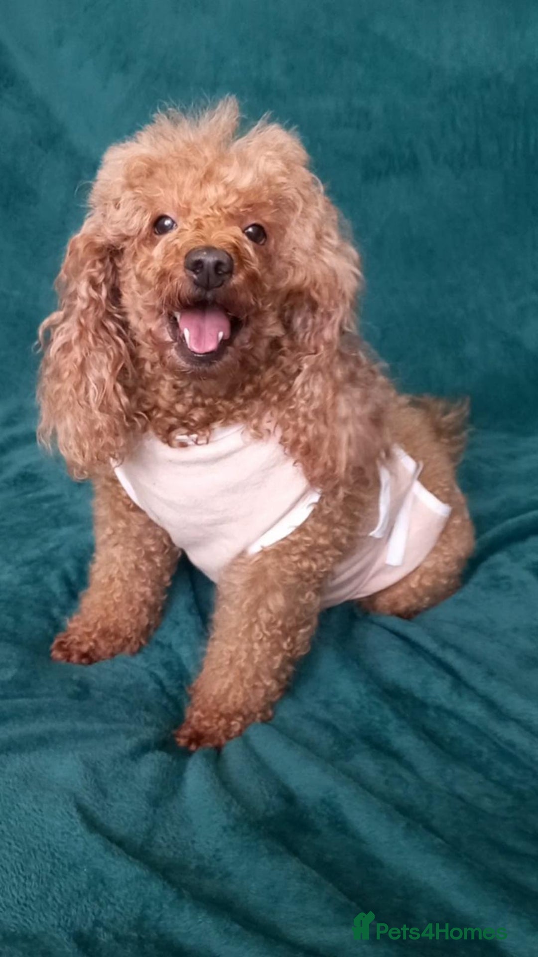 Poodle dogs for adoption: ALISA – Female Poodle - Advert 1