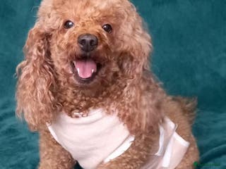 Poodle dogs ALISA – Female Poodle - Advert 16