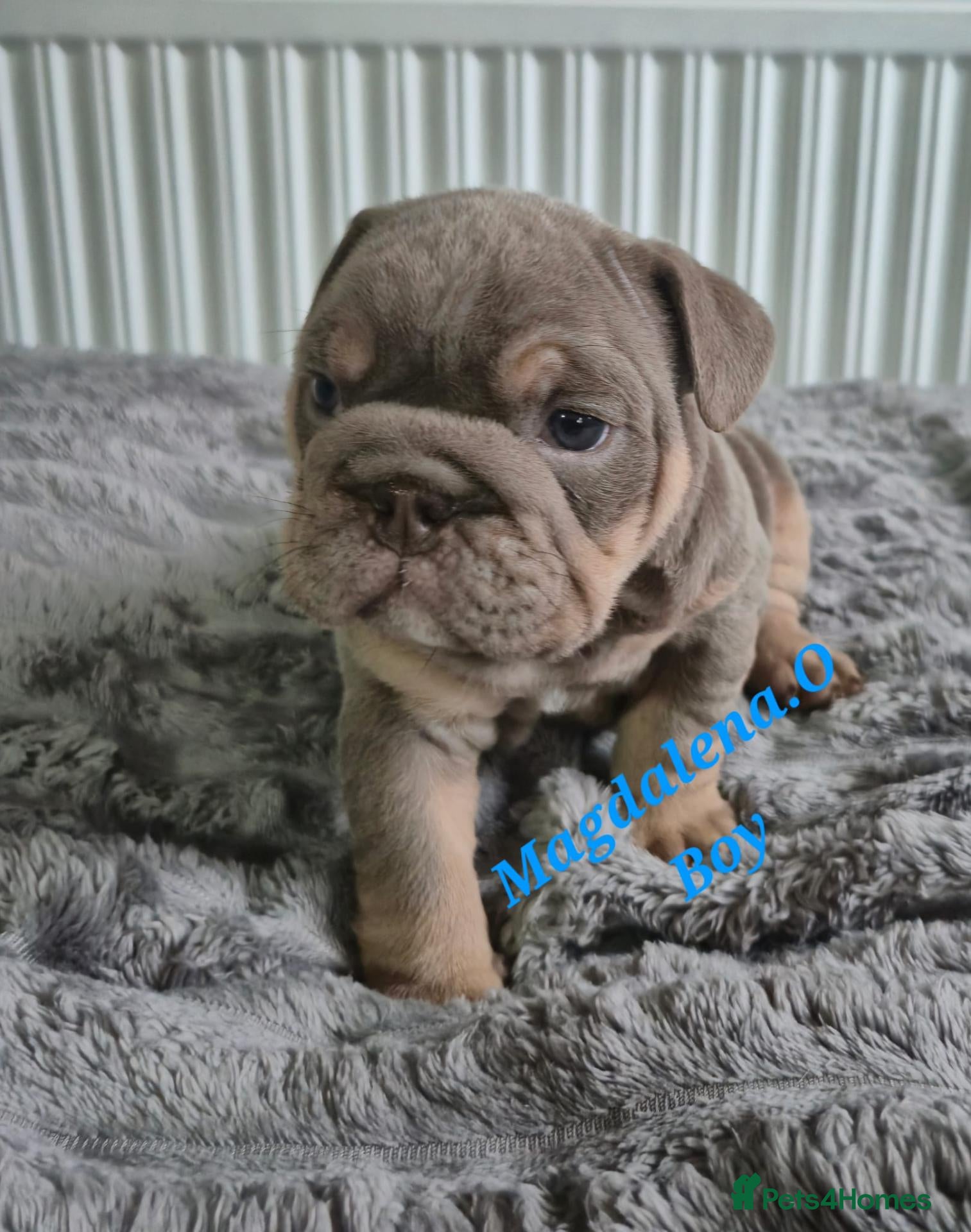 English Bulldog dogs for sale: English bulldog - Advert 2