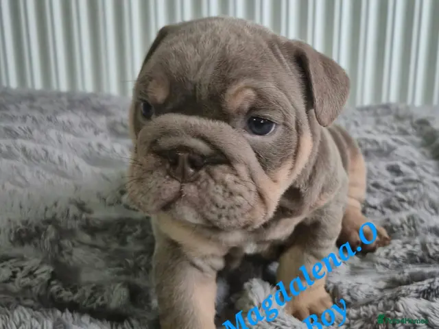 English Bulldog dogs for sale: English bulldog - Advert 2