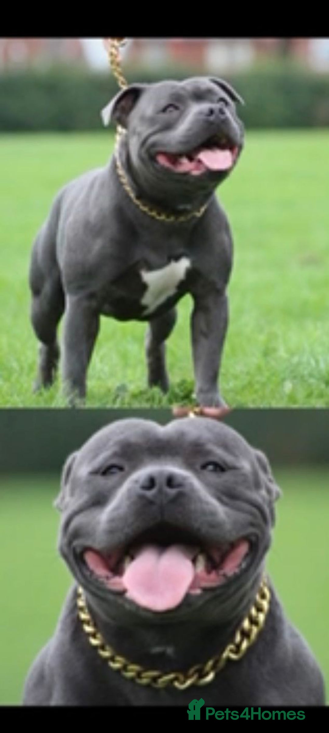 Staffordshire Bull Terrier dogs for sale: 2 Beautiful Male Blue Staffy Puppies - Advert 7