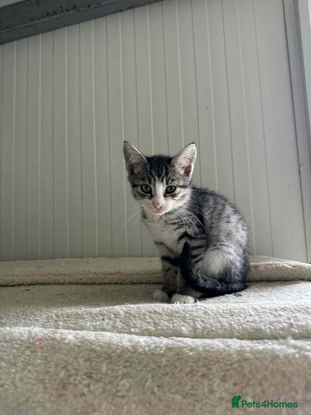 Mixed Breed cats for adoption: River - Norwich Norfolk  - Advert 4