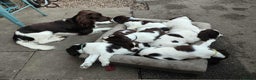 English Springer Spaniel dogs for stud: KC registered English Springer Spaniel for stud - Advert 5