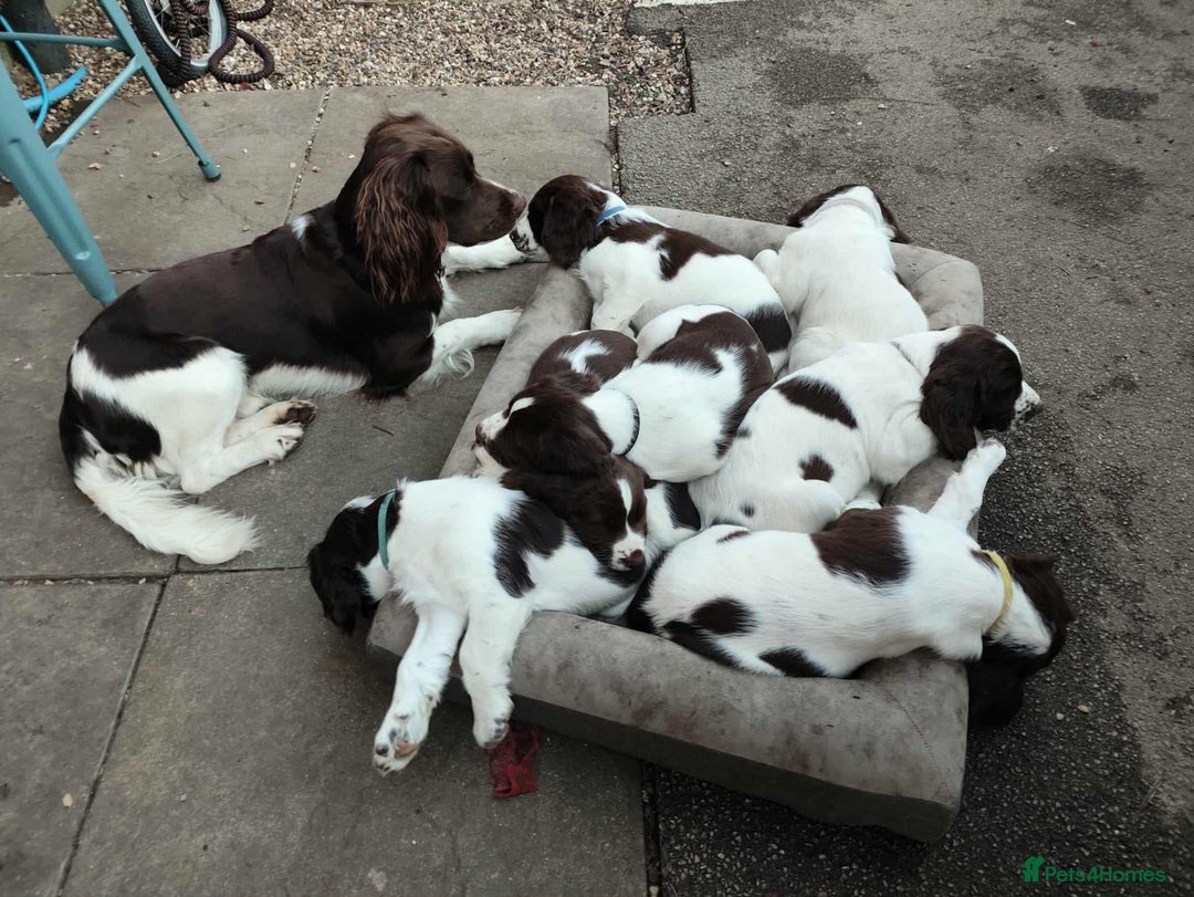 English Springer Spaniel dogs for stud: KC registered English Springer Spaniel for stud - Advert 5