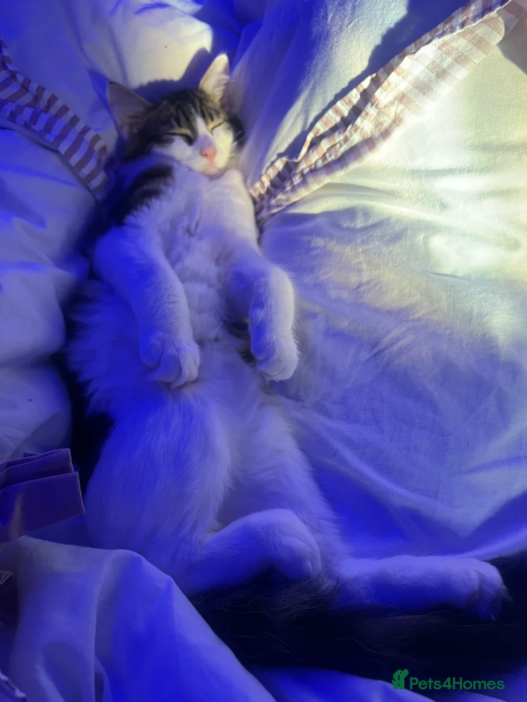 Maine Coon cats for sale:  Healthy Male Kitten – Fully Vaccinated - Advert 5