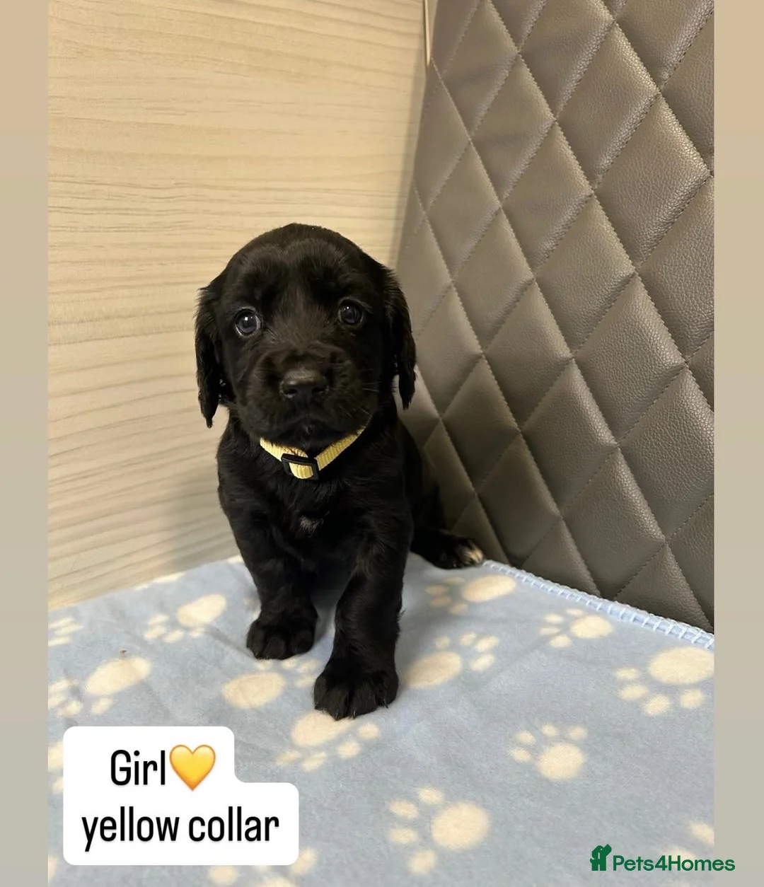 Cocker Spaniel dogs for sale: Beautiful cocker spaniel puppies  - Advert 8