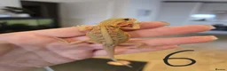 Bearded Dragon reptiles for sale: 9 x Baby bearded dragons - Advert 2