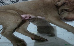 Shar Pei dogs for sale: Blue dilute shar pei boy  - Image 7