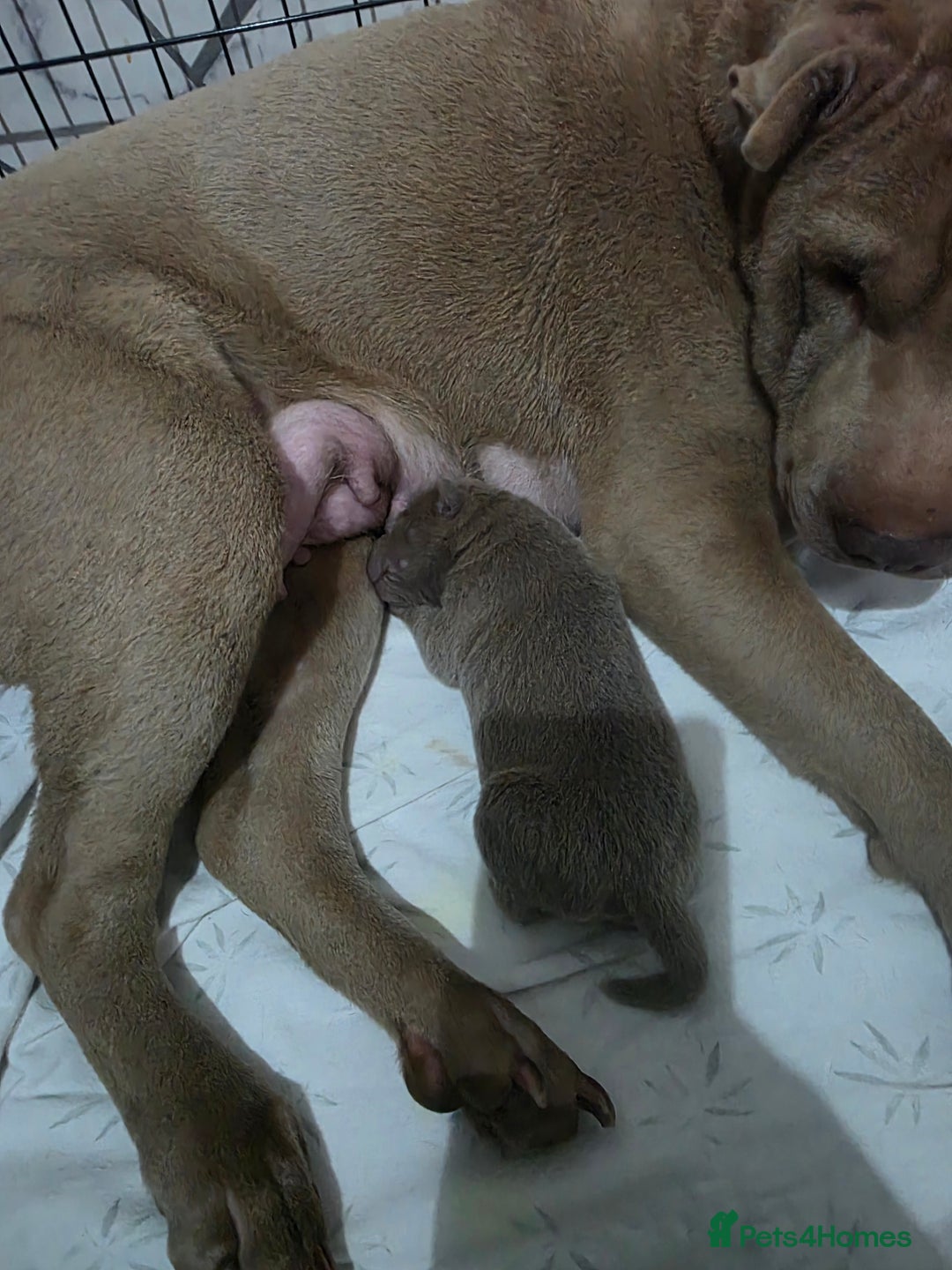 Shar Pei dogs for sale: Blue dilute shar pei boy  - Image 7