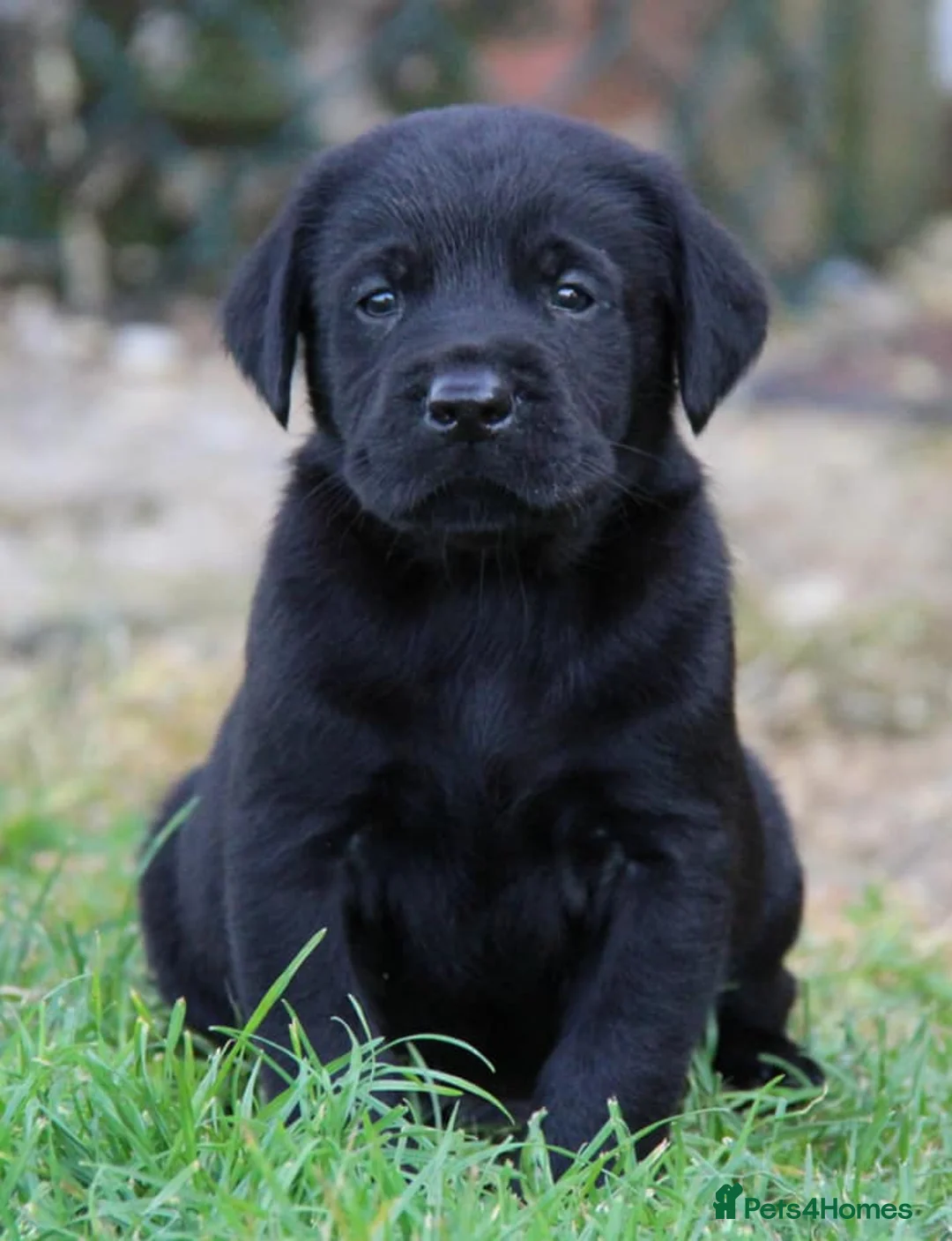 Labrador Retriever dogs for stud: KC fully tested Choc Labrador Stud in Bicester - Advert 8