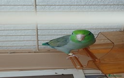 Parrots birds for sale: Bonding pair of parrotlets and conures  - Image 11