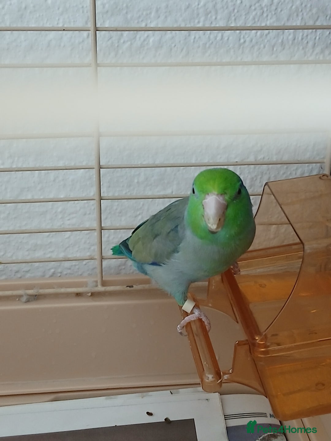 Parrots birds for sale: Bonding pair of parrotlets and conures  - Image 11