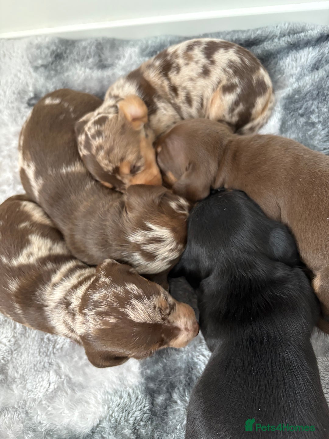 Dachshund dogs for sale: Beautiful daschund’s for sale  - Advert 6