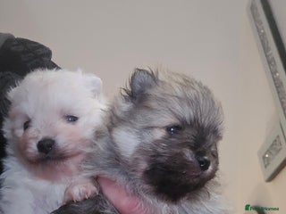 Pomeranian dogs Beautiful pomeranians - Advert 1