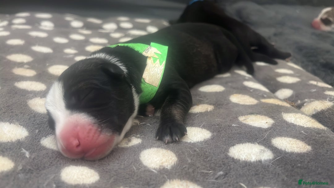Mixed Breed dogs for sale: Husky/staffi/labrador  - Image 19