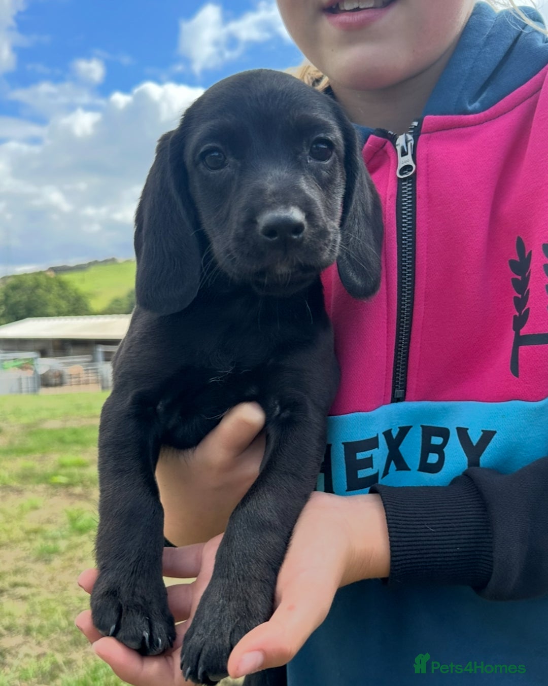 Bocker dogs for sale: Cocker Spaniel X Beagle - Image 7