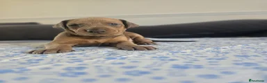 Mixed Breed 8