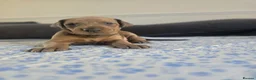 Mixed Breed dogs for sale: Doberman mix  in Nottingham - Advert 10