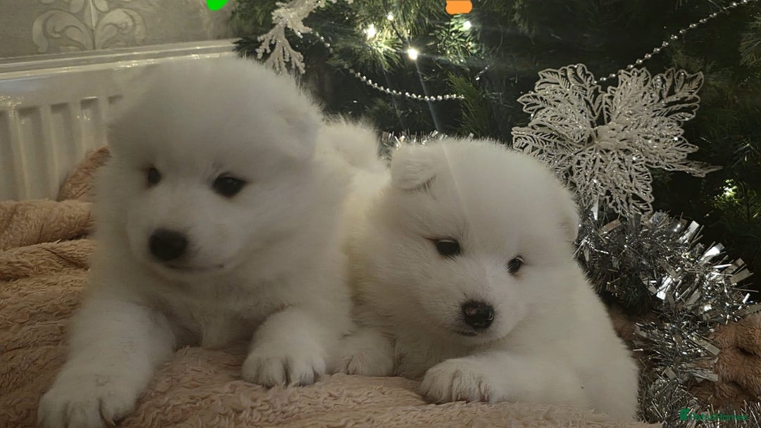 Samoyed dogs for sale: Adorable 6 Samoyed Puppies Waiting Forever Homes - Advert 12