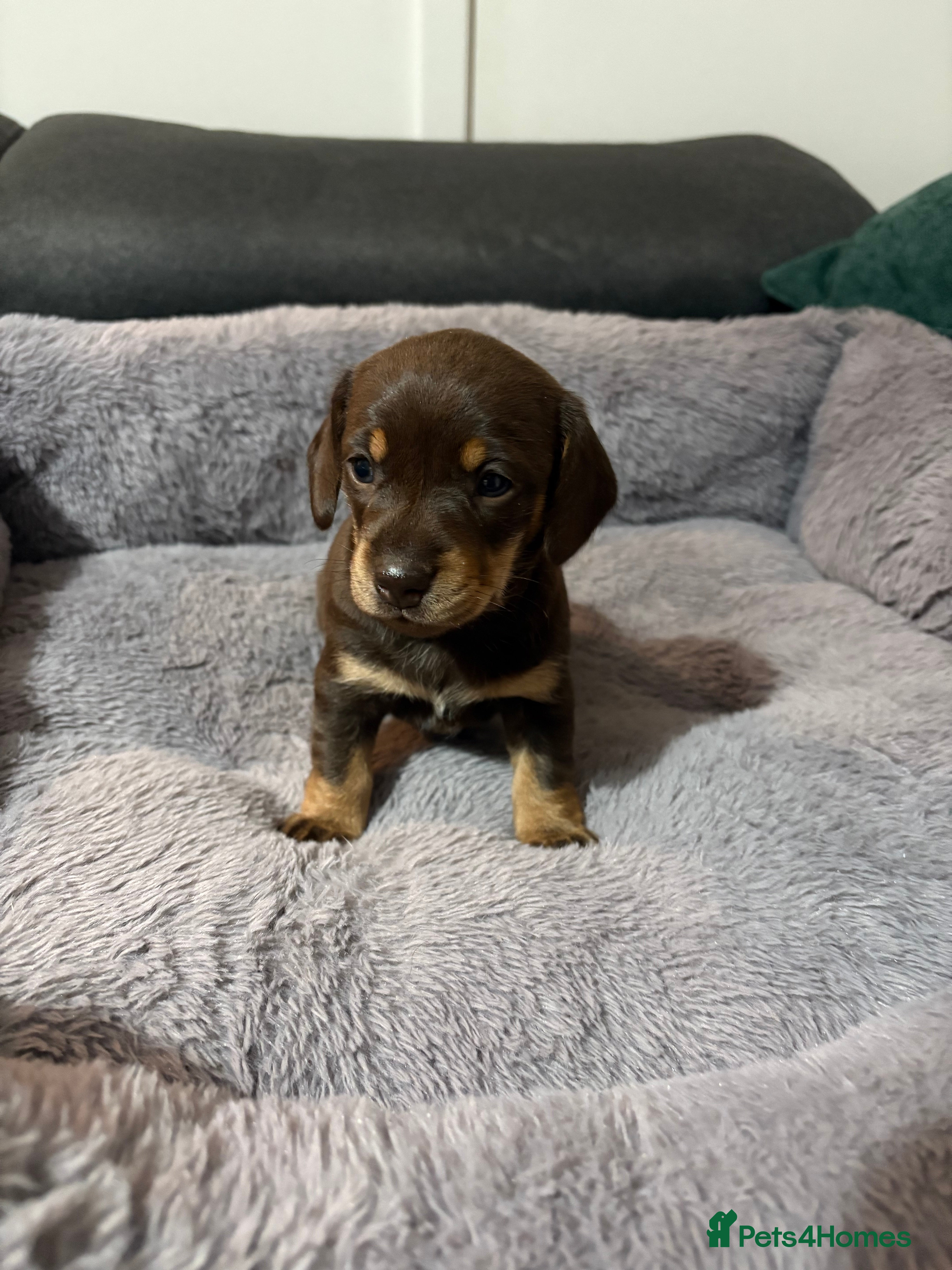 Miniature Dachshund dogs Stunning Chocolate Miniature Dachshund Girl  - Advert 8