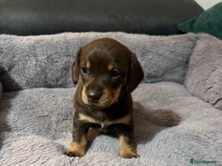 Miniature Dachshund dogs Stunning Chocolate Miniature Dachshund Girl - Advert 1