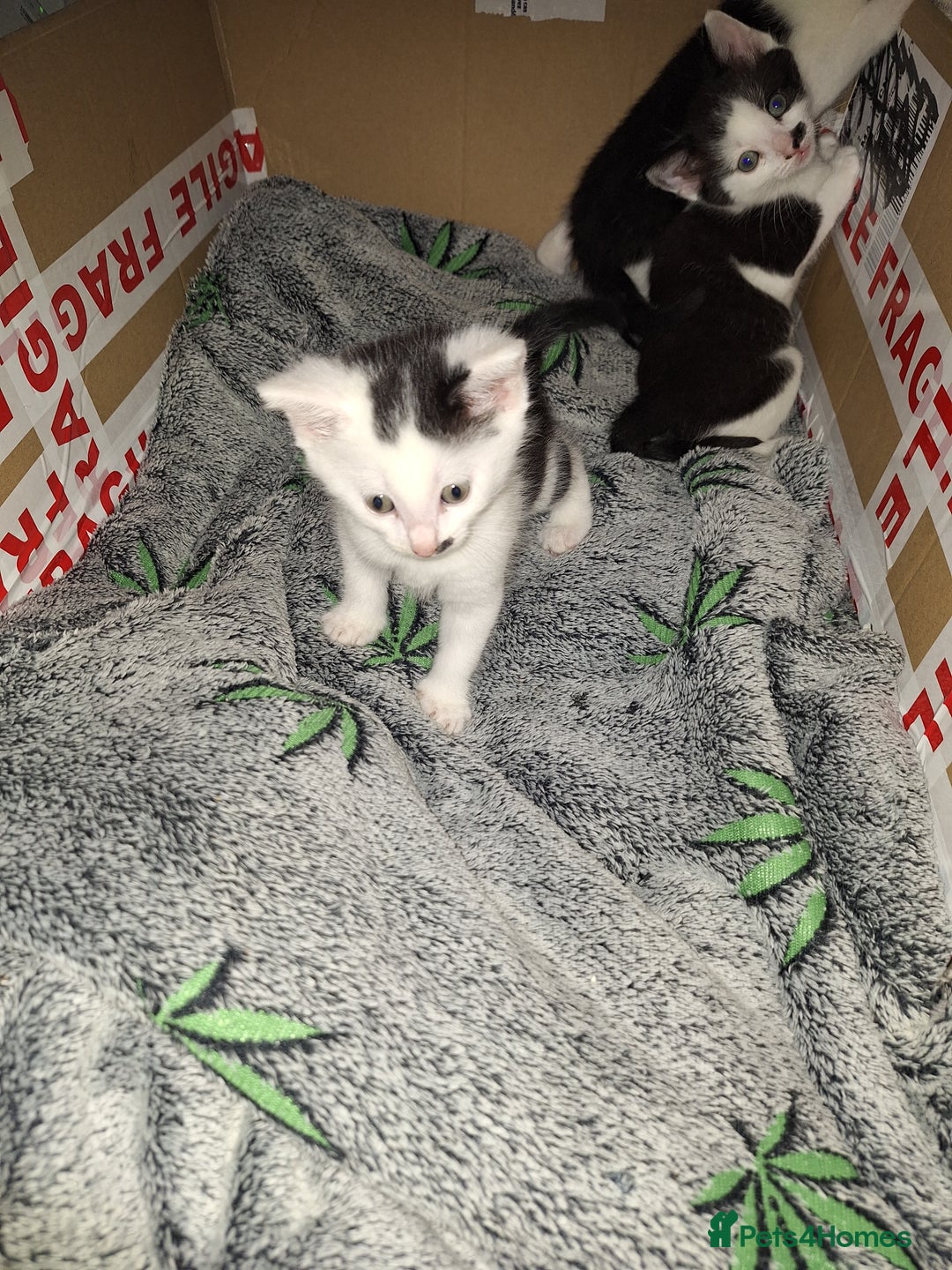 British Shorthair cats for sale: Cats Black & white kittens for sale  - Advert 4